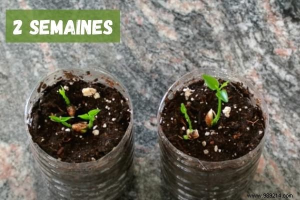 How To Grow A Lemon Tree From A Seed (The Easy Tutorial). 