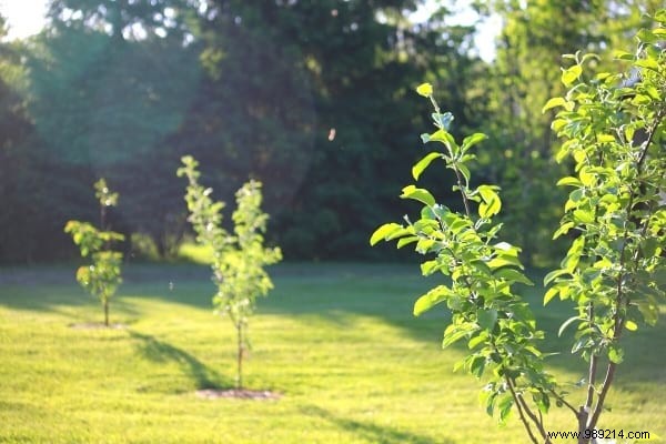 What to Plant in the Garden in February? 13 Plants That Grow Easily 