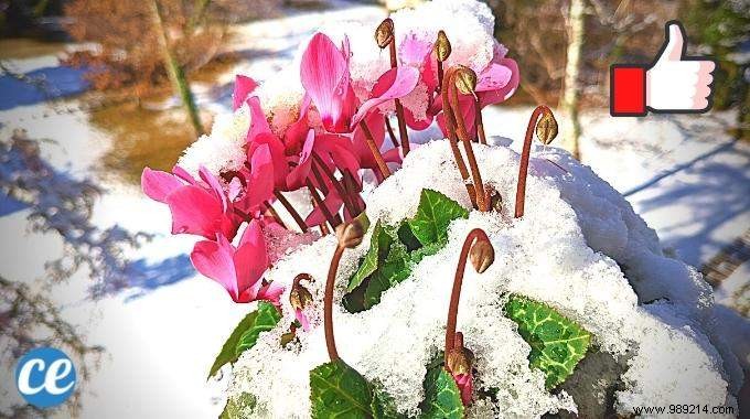 10 Plants That Don t Fear Frost (And That Bloom in Winter). 