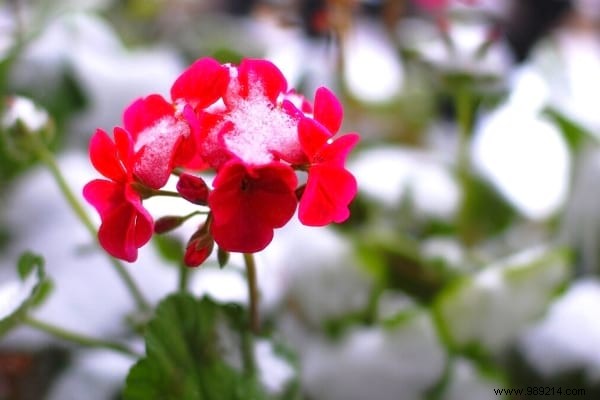 10 Plants That Don t Fear Frost (And That Bloom in Winter). 