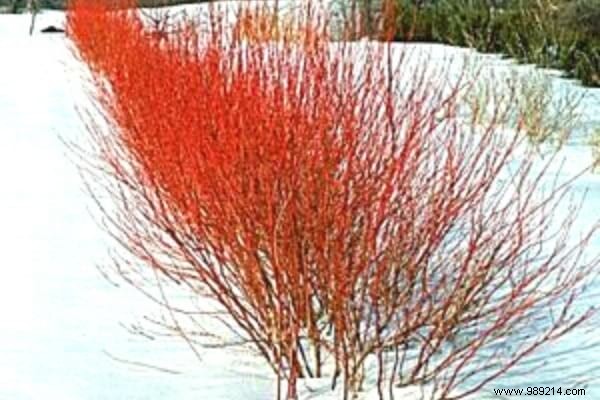 10 Plants That Don t Fear Frost (And That Bloom in Winter). 