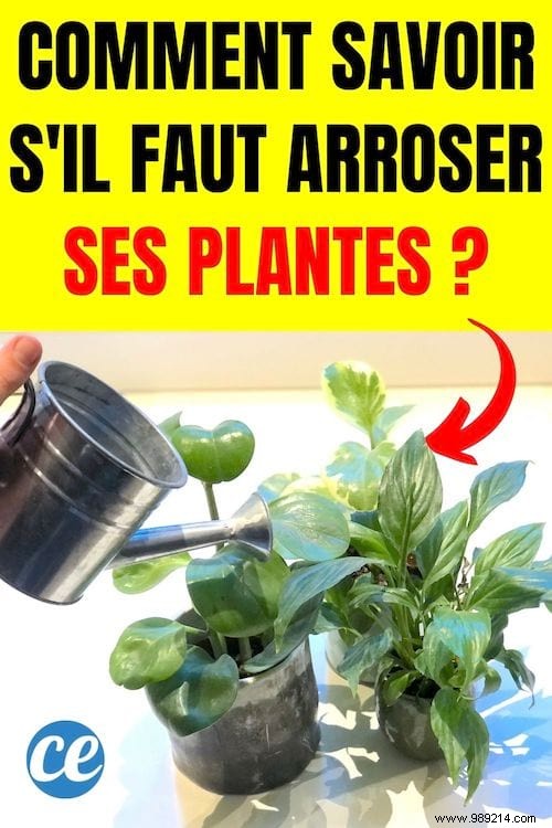 A Florist s Tip To Know If Your Plants Need Water (Or Not). 