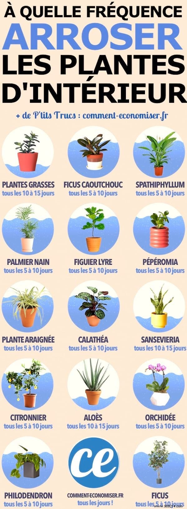 A Florist s Tip To Know If Your Plants Need Water (Or Not). 