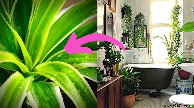 10 Plants That Absorb Moisture Naturally Throughout Your Home. 