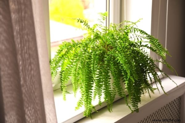 10 Plants That Absorb Moisture Naturally Throughout Your Home. 