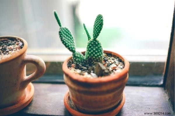 10 Plants That Absorb Moisture Naturally Throughout Your Home. 