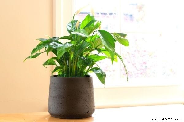 10 Plants That Absorb Moisture Naturally Throughout Your Home. 