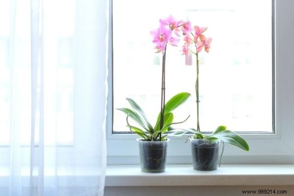 10 Plants That Absorb Moisture Naturally Throughout Your Home. 