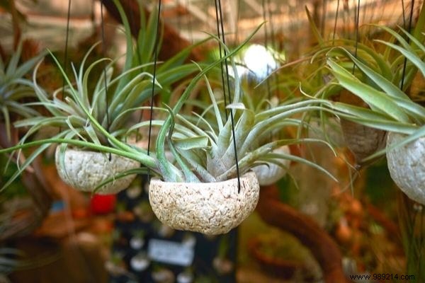 10 Plants That Absorb Moisture Naturally Throughout Your Home. 