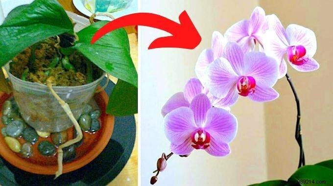 My 7 Secrets To Make An Orchid Rebloom Every Time. 