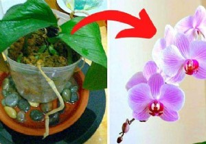 My 7 Secrets To Make An Orchid Rebloom Every Time. 