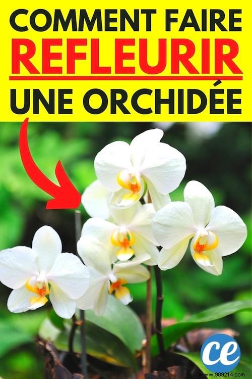 My 7 Secrets To Make An Orchid Rebloom Every Time. 