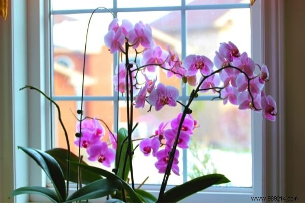 My 7 Secrets To Make An Orchid Rebloom Every Time. 