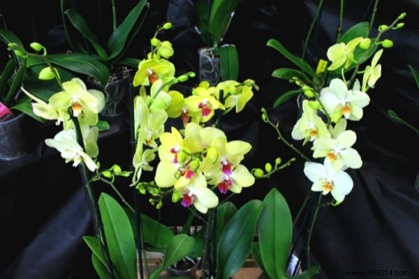 My 7 Secrets To Make An Orchid Rebloom Every Time. 