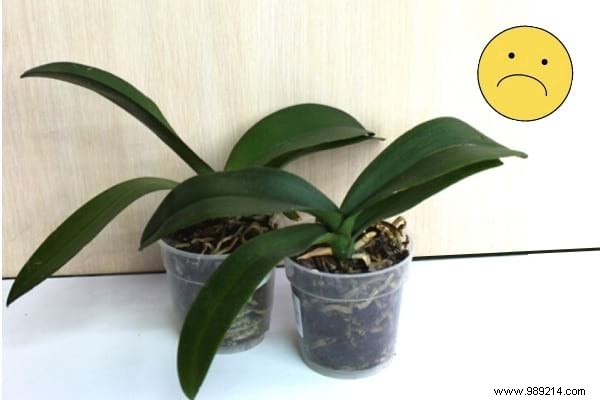 My 7 Secrets To Make An Orchid Rebloom Every Time. 