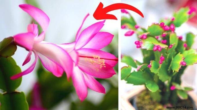 Christmas Cactus:My Gardener s Secret to Making it Bloom Again Every Year. 