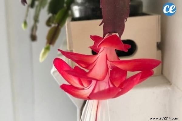 Christmas Cactus:My Gardener s Secret to Making it Bloom Again Every Year. 