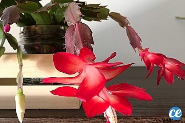 Christmas Cactus:My Gardener s Secret to Making it Bloom Again Every Year. 