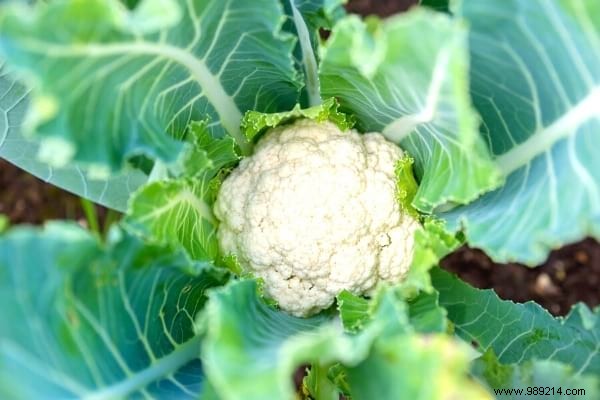 What to Plant in November in the Vegetable Garden? 10 Fruits &Vegetables That Grow Easily In The Fall. 