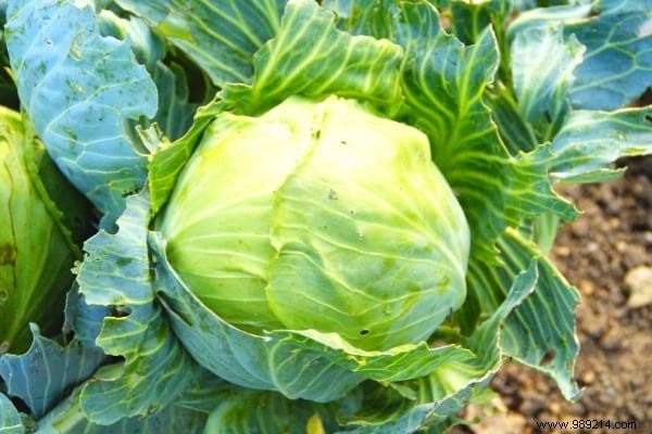 What to Plant in November in the Vegetable Garden? 10 Fruits &Vegetables That Grow Easily In The Fall. 