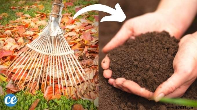 How To Turn Fallen Leaves Into Fertilizer (Free) For Your Plants. 