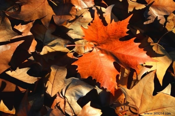 How To Turn Fallen Leaves Into Fertilizer (Free) For Your Plants. 