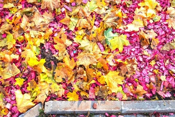 Don t Throw Away Leaves! Here are 14 Amazing Ways to Reuse them. 