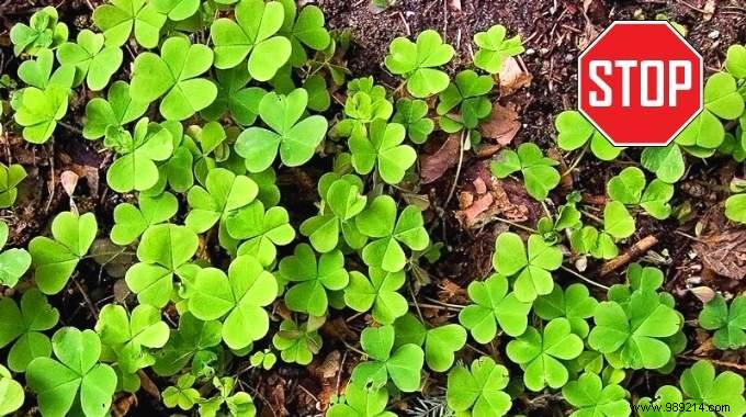 Oxalis:5 Tips To Get Rid Of This Dreadful False Clover. 