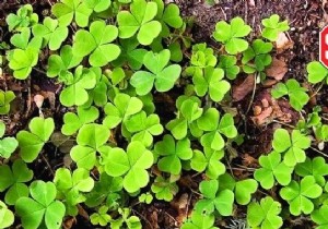 Oxalis:5 Tips To Get Rid Of This Dreadful False Clover. 