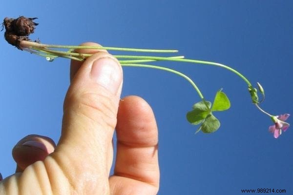 Oxalis:5 Tips To Get Rid Of This Dreadful False Clover. 