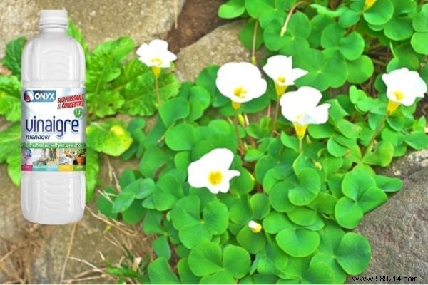 Oxalis:5 Tips To Get Rid Of This Dreadful False Clover. 