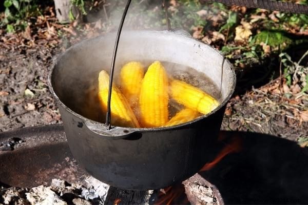 Corn Cooking Water, a Great Free Fertilizer For Your Roses. 