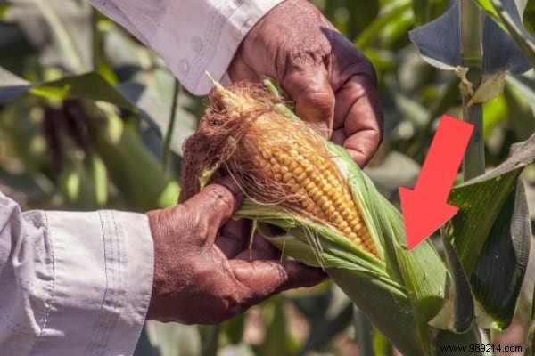 Corn Cooking Water, a Great Free Fertilizer For Your Roses. 