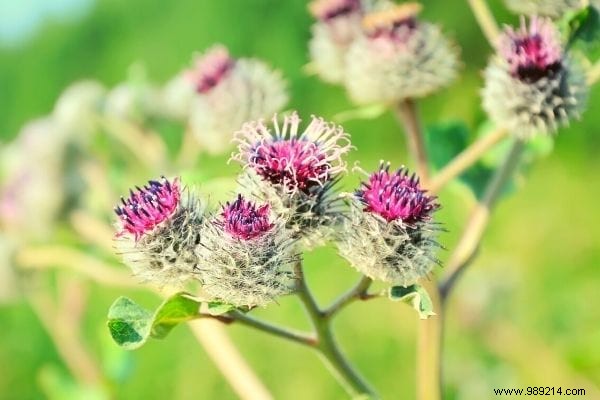 10 garden weeds everyone should know how to cook. 