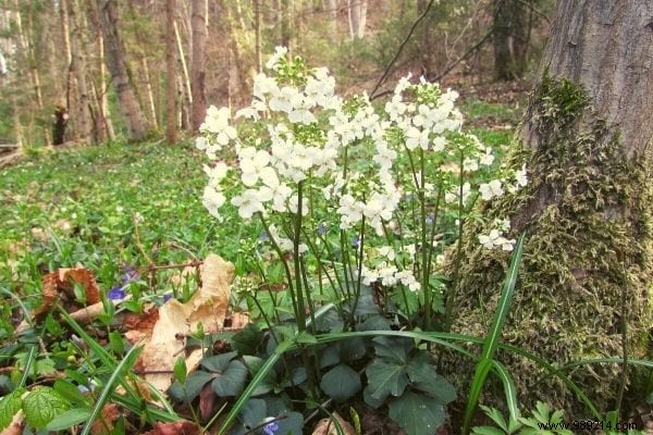 10 garden weeds everyone should know how to cook. 