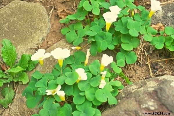 10 garden weeds everyone should know how to cook. 