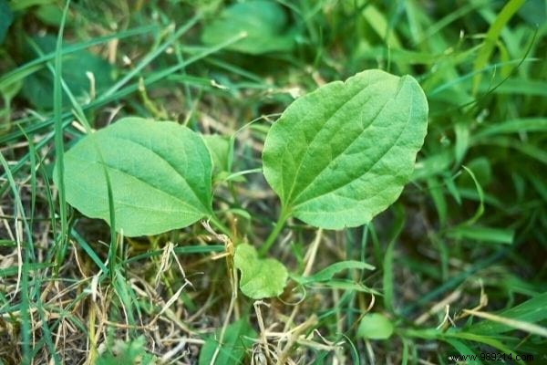 10 garden weeds everyone should know how to cook. 