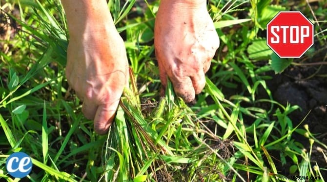 Weeds:10 Species Not To Be Pulled From Your Garden. 