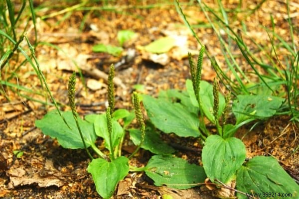 Weeds:10 Species Not To Be Pulled From Your Garden. 