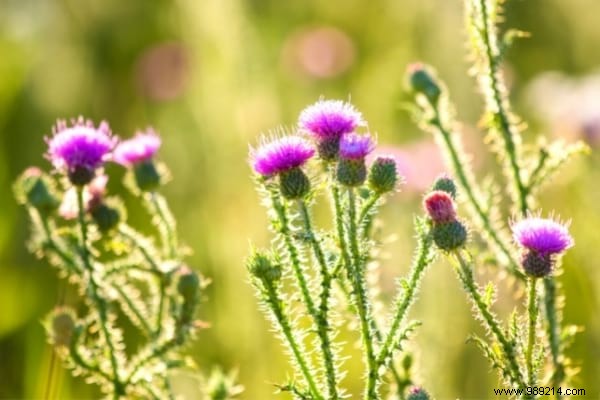 Weeds:10 Species Not To Be Pulled From Your Garden. 