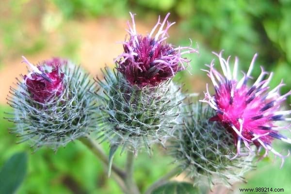 Weeds:10 Species Not To Be Pulled From Your Garden. 