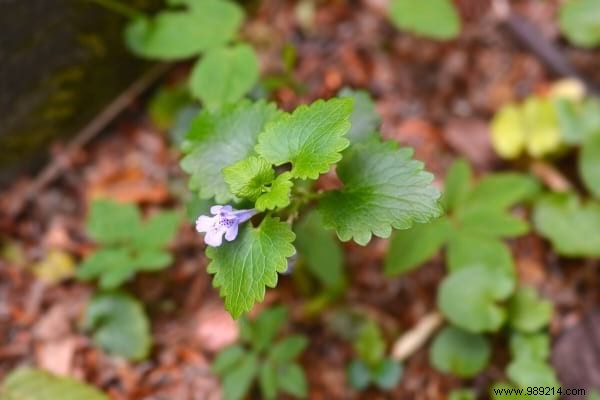 Weeds:10 Species Not To Be Pulled From Your Garden. 