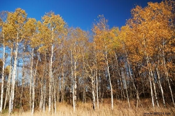 12 Fast Growing Shade Trees in the Garden. 