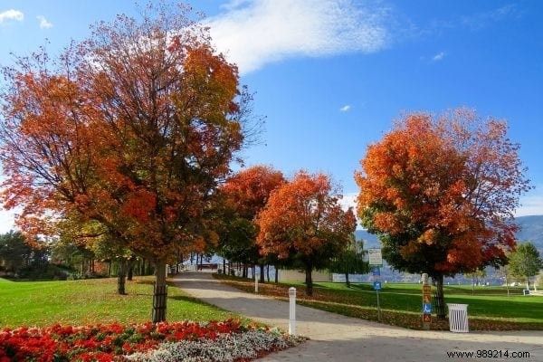 12 Fast Growing Shade Trees in the Garden. 