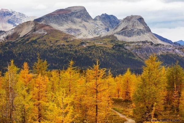 12 Fast Growing Shade Trees in the Garden. 