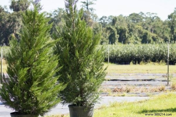 12 Fast Growing Shade Trees in the Garden. 