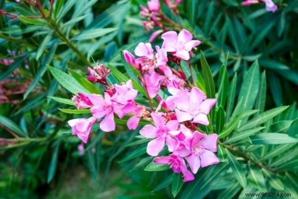 12 Fast Growing Shade Trees in the Garden. 