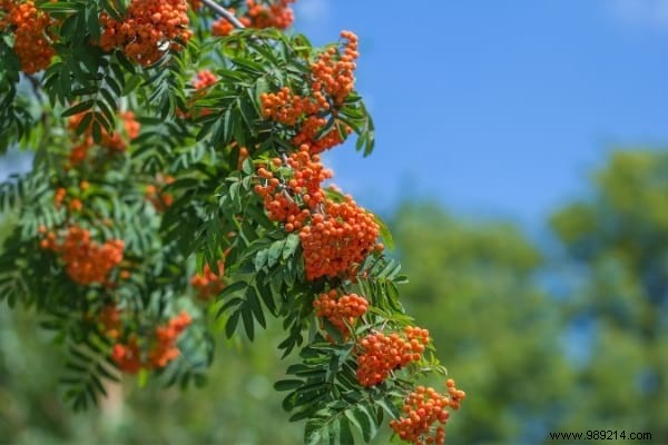 12 Fast Growing Shade Trees in the Garden. 