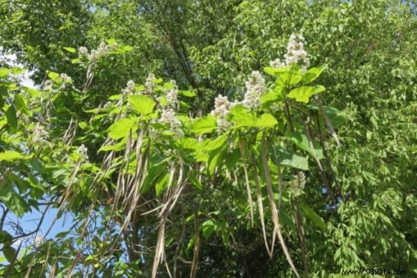 12 Fast Growing Shade Trees in the Garden. 