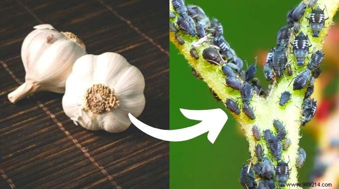 Natural Insecticide:6 Easy Recipes to Get Rid of Aphids. 